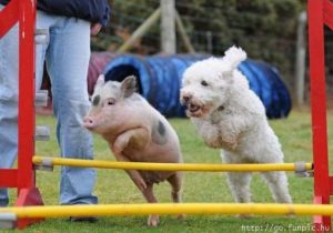 Untitled attachment 00025